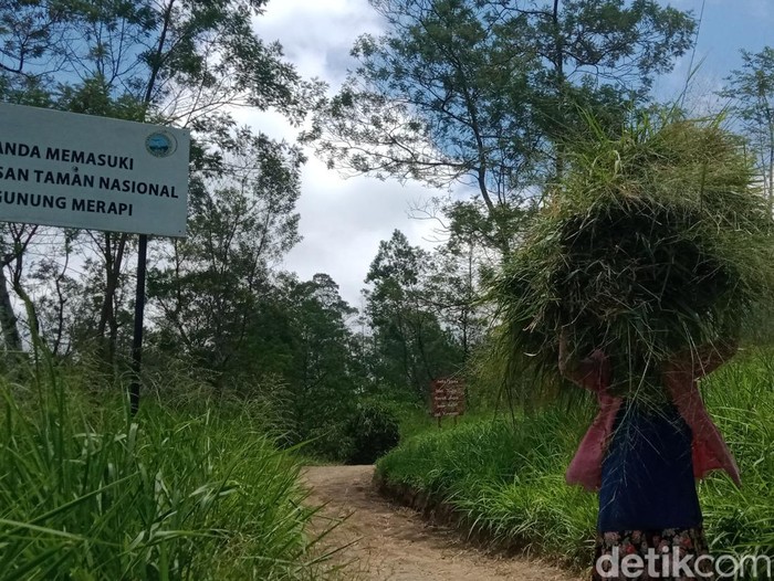 Warga Desa Balerante, Kecamatan Kemalang, Klaten, mencari stok pakan ternak, Selasa (14/3/2023).