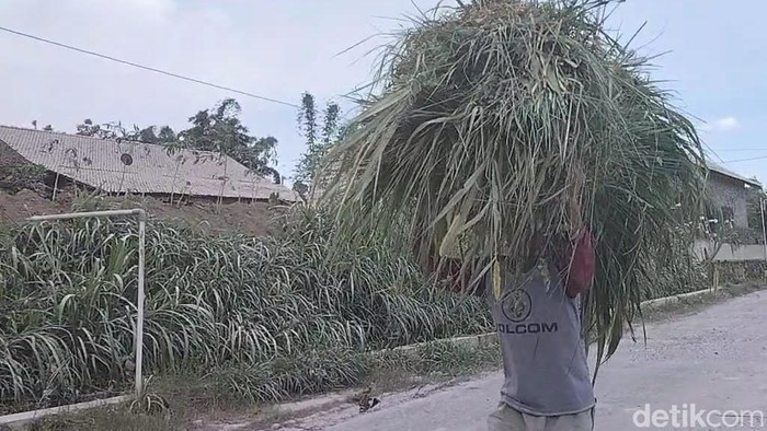 Warga Desa Tlogolele, Kecamatan Selo, Kabupaten Boyolali mencari rumput hijauan untuk pakan ternaknya, Selasa (14/3/2023).