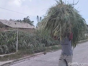 Warga Boyolali dan Magelang Krisis Pakan Ternak gegara Hujan Abu Merapi