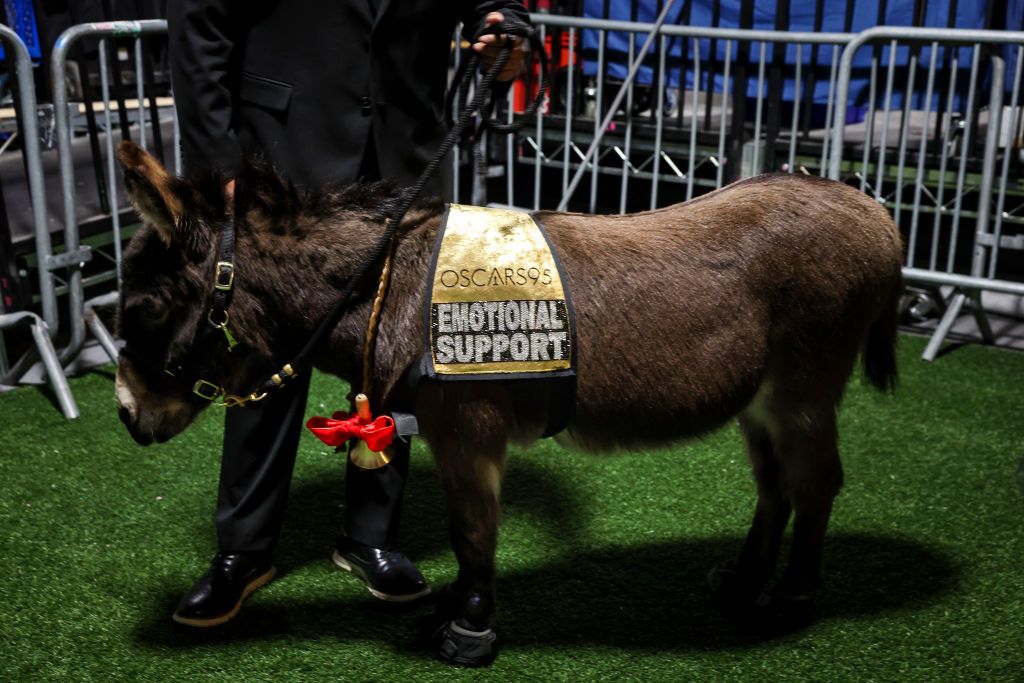 HOLLYWOOD, CA - MARCH 12: Jenny the emotional support donkey, backstage at the 95th Academy Awards at the Dolby Theatre on March 12, 2023 in Hollywood, California. (Robert Gauthier / Los Angeles Times via Getty Images)