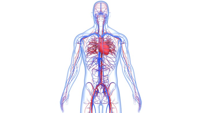 3D Illustration Concept of Human Circulatory System Heart Anatomy