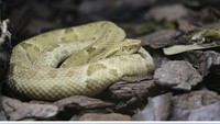 Ilha Da Queimada Grande (Pulau Ular), Samudera Atlantik: Pulau Ilha da Queimada Grande terletak di lepas pantai Brasil di Samudera Atlantik. Ini adalah satu-satunya rumah bagi ular berbisa golden lancehead pit viper yang sekarang terancam punah. Pulau ini ditutup untuk umum untuk melindungi populasi ular ini sekaligus melindungi para pengunjung. (Foto: Boredpanda)