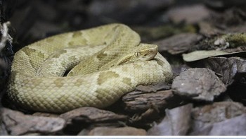 Ilha Da Queimada Grande (Pulau Ular), Samudera Atlantik: Pulau Ilha da Queimada Grande terletak di lepas pantai Brasil di Samudera Atlantik. Ini adalah satu-satunya rumah bagi ular berbisa golden lancehead pit viper yang sekarang terancam punah. Pulau ini ditutup untuk umum untuk melindungi populasi ular ini sekaligus melindungi para pengunjung. Foto: Boredpanda