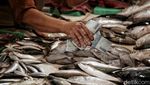 Jelang Ramadan, Harga Ikan Laut Stabil