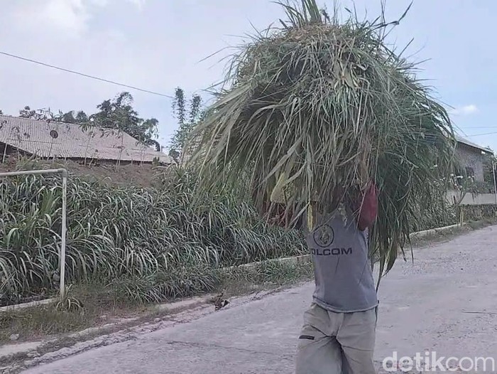 Kondisi rumput di Desa Tlogolele, Kecamatan Selo, Kabupaten Boyolali diselimuti abu vulkanik Gunung Merapi, Rabu (15/3/2023).