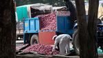 Krisis Harga Bawang di Maharashtra India, Petani Merana