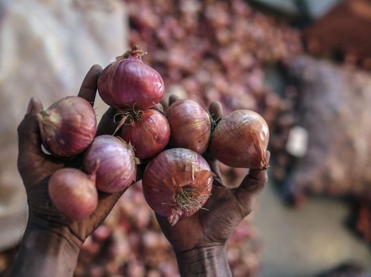 Krisis Harga Bawang di Maharashtra India, Petani Merana