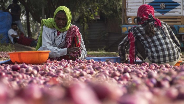 Krisis Harga Bawang di Maharashtra India, Petani Merana Harga bawang di Maharashtra, India, tiba-tiba anjlok selama beberapa minggu terakhir. Harga bawang di pasar grosir, hanya 200-400 rupee/100 kg.