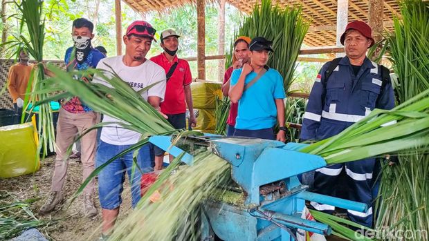 Para napi saat belajar membuat pakan ternak di Nanggulan, Kulon Progo, DIY, Rabu (15/3/2023)