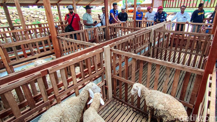 Para napi saat belajar membuat pakan ternak di Nanggulan, Kulon Progo, DIY, Rabu (15/3/2023)