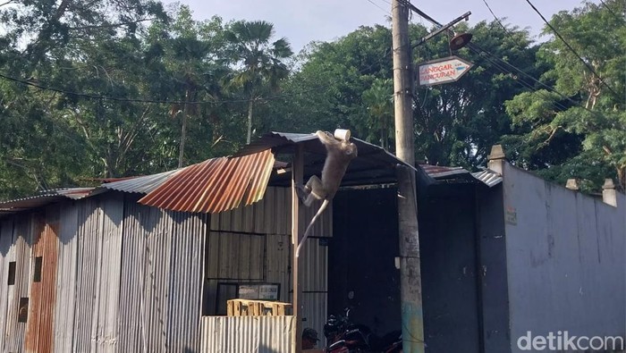 monyet wendit malang