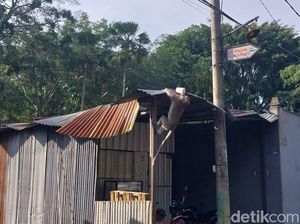 Curhat Warga Diteror Monyet Wendit Malang, Curi Dagangan hingga Rumah Bocor