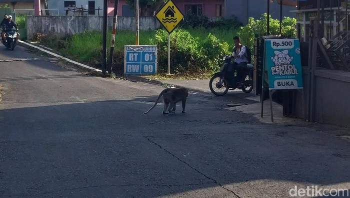 Monyet Wendit Malang