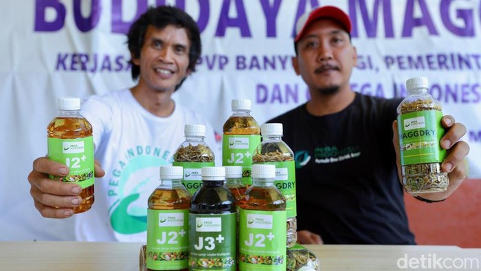 pemuda banyuwangi budi daya maggot