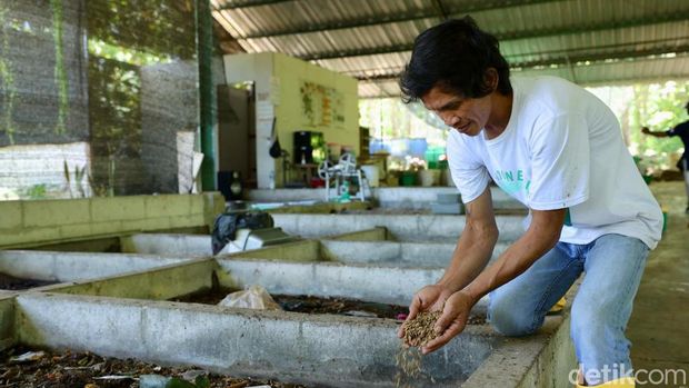 pemuda banyuwangi budi daya maggot