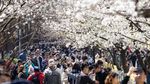 Saat Bunga Sakura Bermekaran, Bukan di Jepang tapi di China
