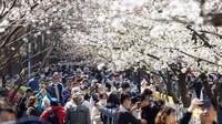 Banyak dari mereka yang sengaja datang untuk melihat indahnya bunga sakura bermekaran. Su Yang/VCG/Getty Images.