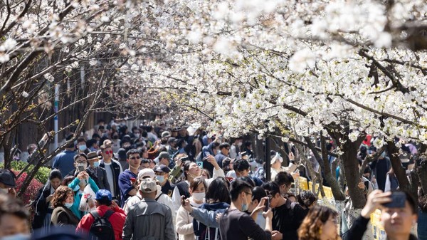 Banyak dari mereka yang sengaja datang untuk melihat indahnya bunga sakura bermekaran. Su Yang/VCG/Getty Images.