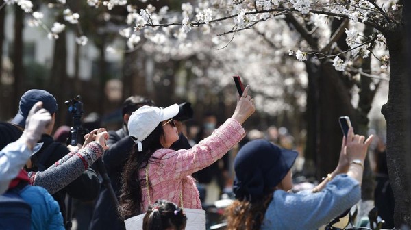 Orang-orang berfoto dan mengabadikan momen mekarnya bunga sakura tersebut. AFP/Getty Images.