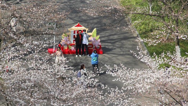 Keindahan bunga sakura menjadi daya tarik tersendiri bagi masyarakat. Getty Images/VCG.