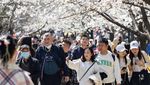 Saat Bunga Sakura Bermekaran, Bukan di Jepang tapi di China