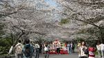 Saat Bunga Sakura Bermekaran, Bukan di Jepang tapi di China