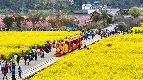Kebun bunga ini menjadi salah satu yang populer di Kabupaten Guiding, China.  