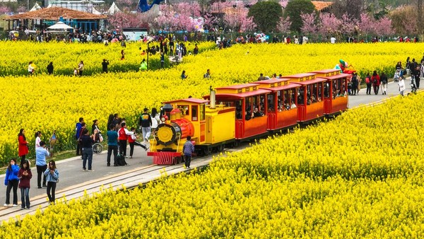 Pengunjung bisa berkeliling menikmati keindahan kebun bunga dengan menaiki kereta wisata.  