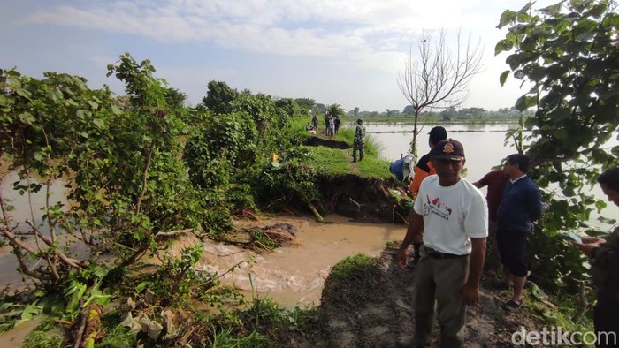 tanggul jebol di lamongan sebabkan banjir
