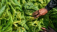 Penampakan daun tembakau hasil panen para petani di Cikoneng.