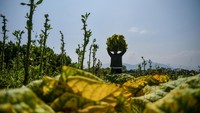 Hal ini disebut karena dinilai akan berimbas terhadap berkurangnya pendapatan dan menurunnya kesejahteraan petani tembakau.