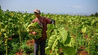 Petani memanen tembakau di Cikoneng, Cileunyi, Kabupaten Bandung, Jawa Barat, Kamis (16/3/2023).