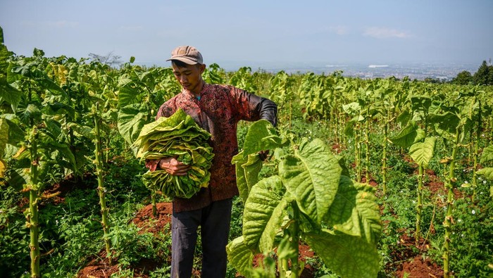 Begini Proses Panen Tembakau, Sudah Pernah Lihat Belum? Hampir seluruh produksi daun tembakau digunakan untuk produksi rokok domestik dan untuk ekspor. Begini proses panennya.