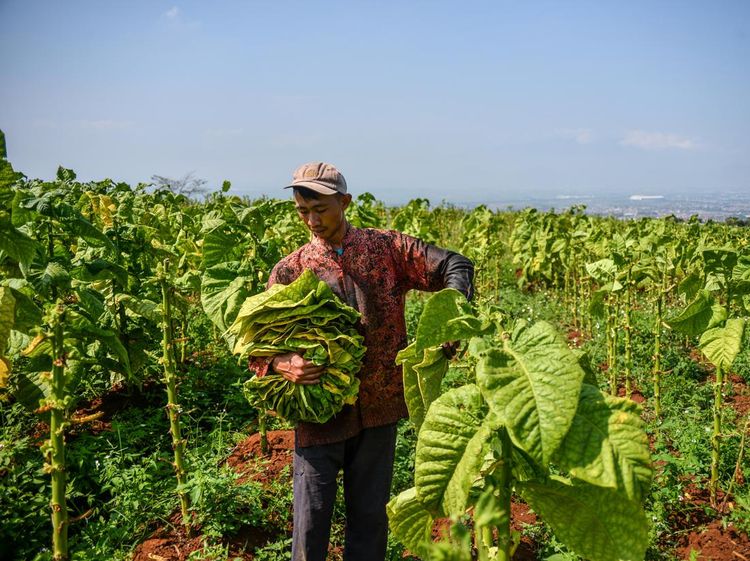 Begini Proses Panen Tembakau, Sudah Pernah Lihat Belum?