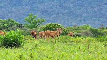 Menggunakan kemampuan zoom 10x untuk mengambil gambar aksi gerombolan satwa. Foto: Samsung Indonesia