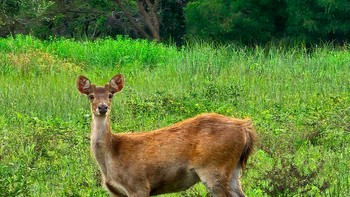 Menggunakan kemampuan zoom 30x untuk mengambil gambar aksi satwa lebih dekat. Foto: Samsung Indonesia