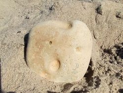 Potret Pareidolia di Kehidupan Sehari-hari yang Bikin Mata Terkecoh