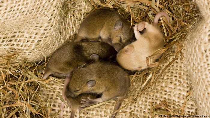 Ilmuwan Jepang Ciptakan Tikus dari Dua Sel Jantan