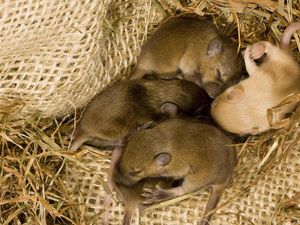 Ilmuwan di China Membiakkan Tikus dengan Dua Jantan, Bertahan hingga Dewasa