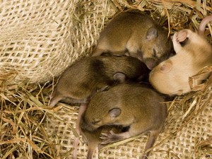 Ilmuwan di China Membiakkan Tikus dengan Dua Jantan, Bertahan hingga Dewasa