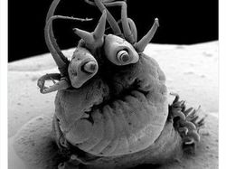 Keanehan di Alam yang Terekam Kamera, Bikin Melotot