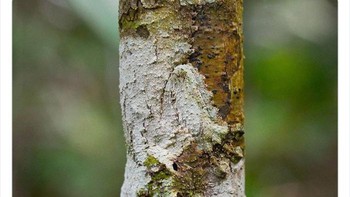 Xylaria polymorpha (umumnya dikenal sebagai jari orang mati) adalah jamur saprobik dari Eropa & Amerika Utara. Foto: Twitter/NaturelsWeird