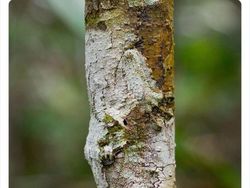 Keanehan di Alam yang Terekam Kamera, Bikin Melotot