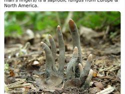 Keanehan di Alam yang Terekam Kamera, Bikin Melotot