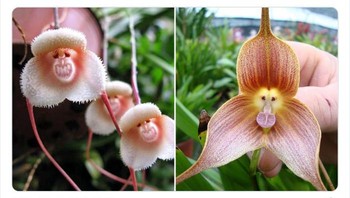 Anggrek wajah monyet. Foto: Twitter/NaturelsWeird