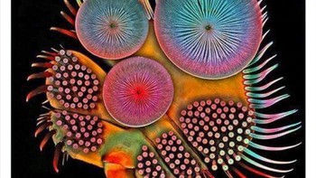 Pandangan mikroskopis dari kaki kumbang. Foto: Twitter/NaturelsWeird