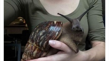 Bekicot raksasa dari Afrika Foto: Twitter/NaturelsWeird