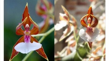 Anggrek balerina berasal dari Australia tetapi sangat terancam karena penggembalaan dari kelinci & kanguru. Foto: Twitter/NaturelsWeird