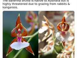 Keanehan di Alam yang Terekam Kamera, Bikin Melotot