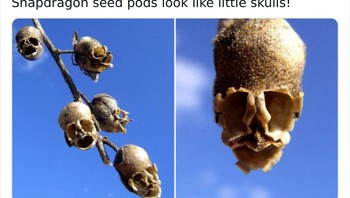 Biji Snapdragon terlihat seperti tengkorak kecil! Foto: Twitter/NaturelsWeird